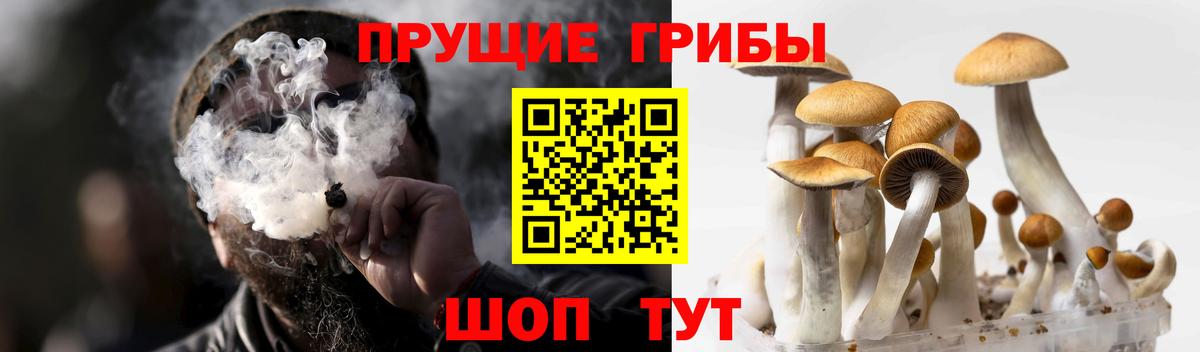 Псилоцибиновые грибы Psilocybine cubensis Владикавказ
